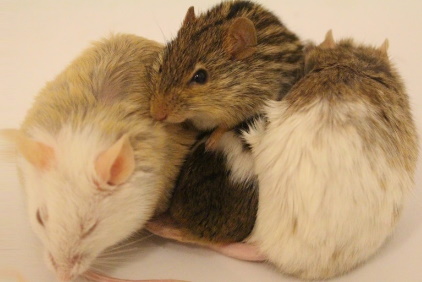 Zebra Mouse