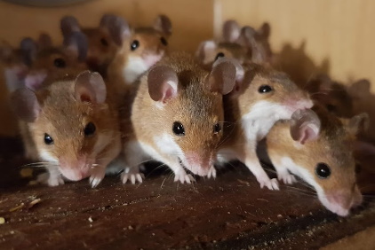 African Pygmy Mouse