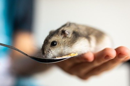 Tempting food