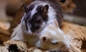 Gerbil