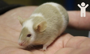 handling a rodent