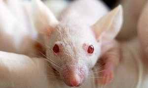 Mouse