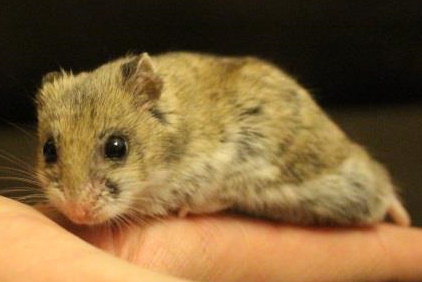 Chinese Hamsters