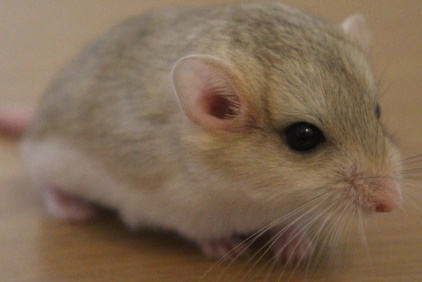 Fat tailed gerbil, Duprasi
