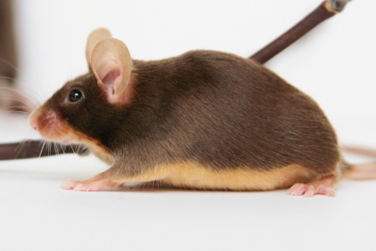 Fancy Mouse