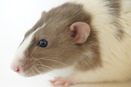 Exotic Rat