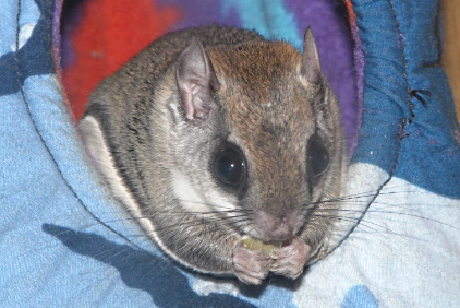 Southern Flying Squirrel