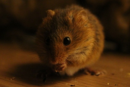 Harvest Mice