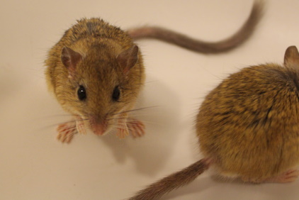 Gerbil