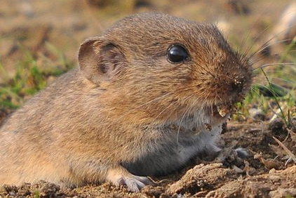 Mediterranean Lemming