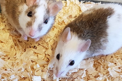 Multimammate Mice
