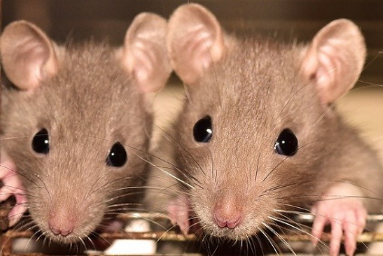Fancy Rats