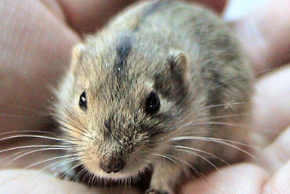 Steppe Lemming