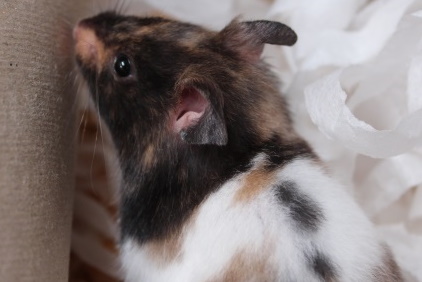 Hamster