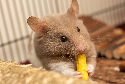 Syrian Hamster