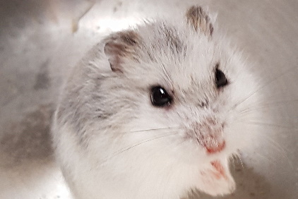 Winter White Hamster