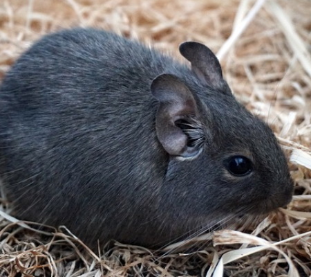 Degu