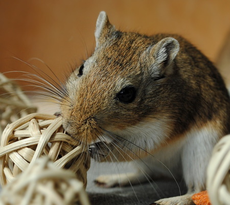 Mongolian Gerbil