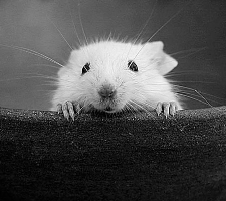 Fancy Mouse