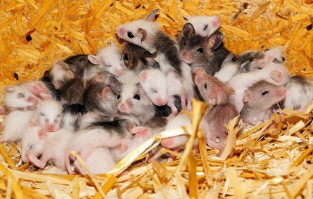 Multimammate Mice