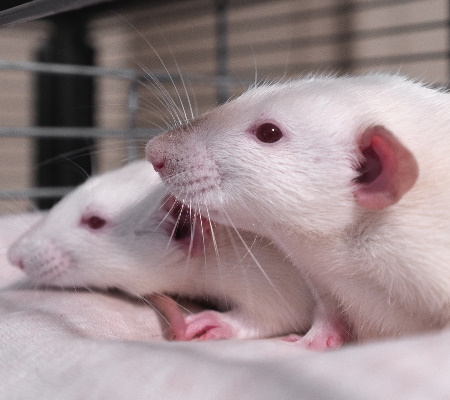 Pet Fancy Rat