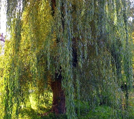 Willow Tree