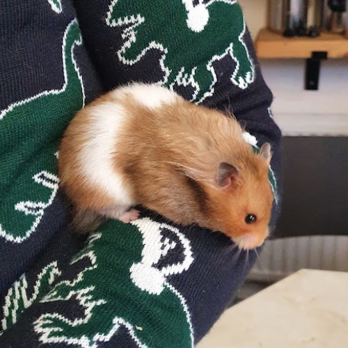 rescue syrian hamster