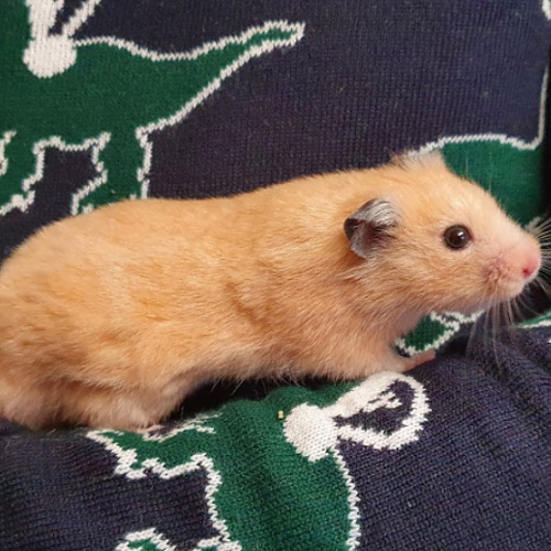rescue syrian hamster