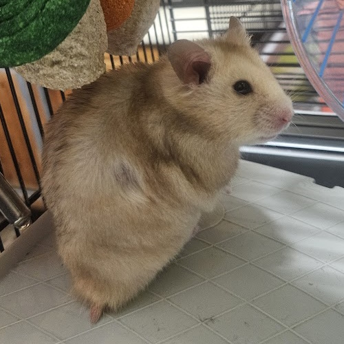 Fern, syrian hamster