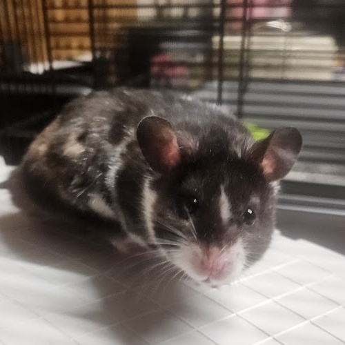 Moss, syrian hamster