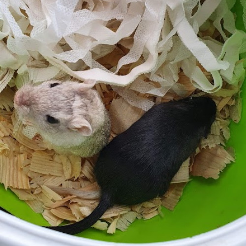 rescue mongolian gerbils