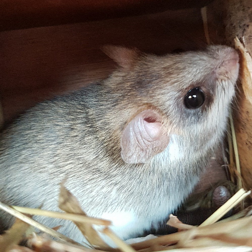 rescue acacia rat