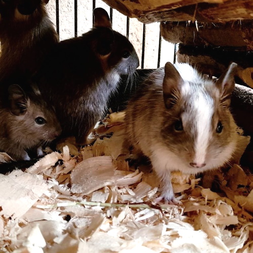 rescue degu