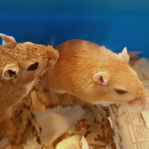 Monty and Brad, Mongolian Gerbils