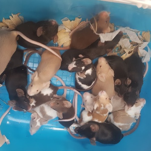 Fancy Mice Group