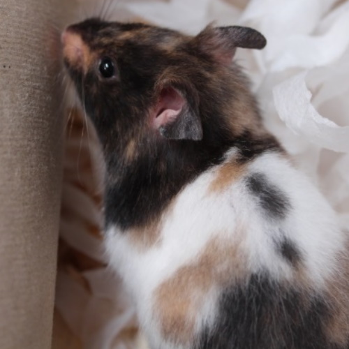 rescue syrian hamster