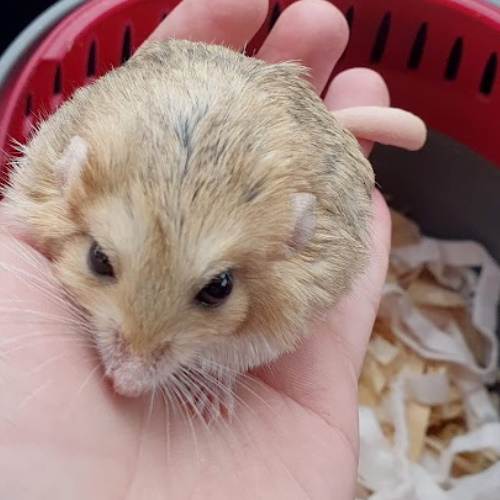 rescue fat-tailed gerbil, rescue duprasi