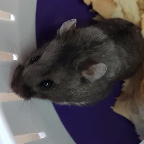 rescue dwarf hamster