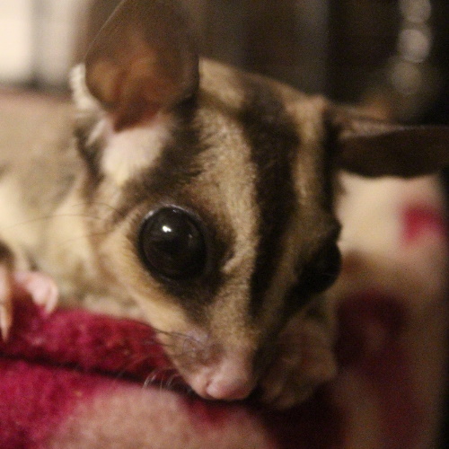 rescue sugar gliders